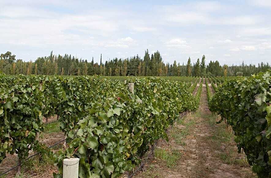 mendoza private wine tours